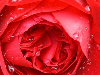 Regen - Rose