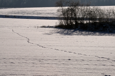 Schneespuren by adrian_hoderlein