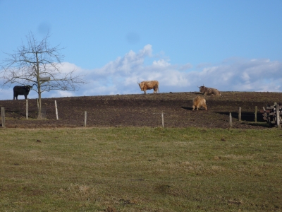 Hochlandrinder im Sauerland