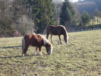 Pferde im Sauerland