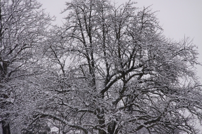 Bäume im Winter