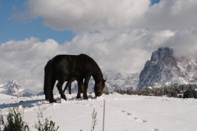 Pferd in Tirol