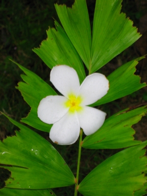 Blume in Thailand
