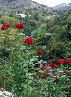 Im Troodos-Geburge (Zypern)