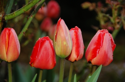 Tulpen 13