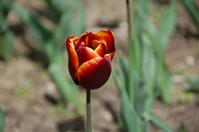 Tulpen 29