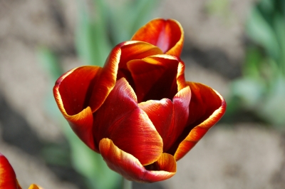 Tulpen 28