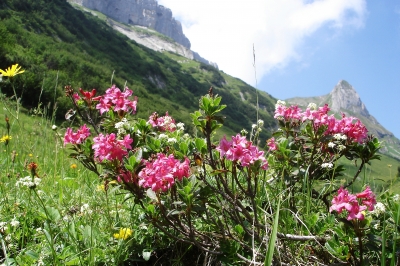 Alpenrose am Ifen