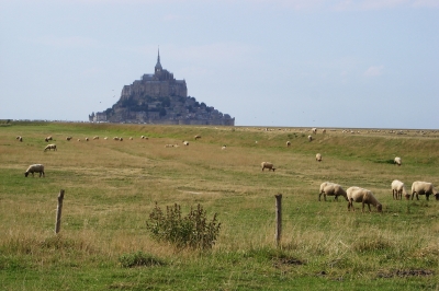 Schafe am Mont Saint Michel