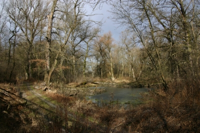 In der Marchau am Biberweg 06