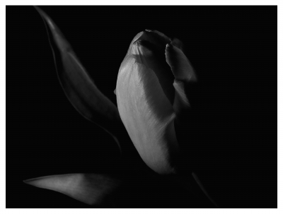 Tulpe monochrom