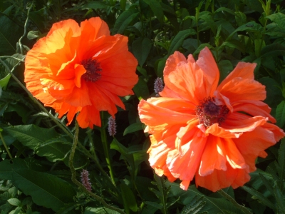 Mohn