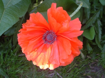 Mohn1