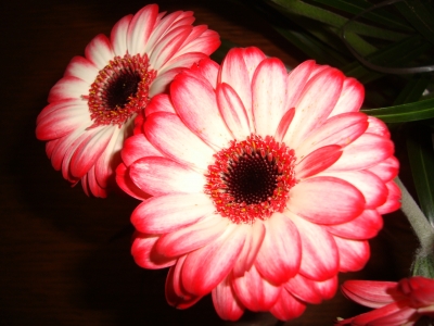 Gerbera