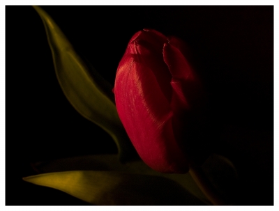 Rote Tulpe