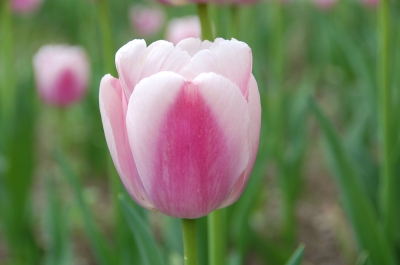 Tulpen 36