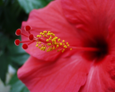 Hibiskus