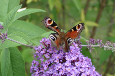 Schmetterling