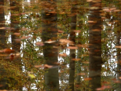 Spiegelbild des Waldes
