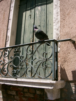 Einsame Taube in Venedig