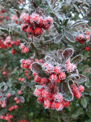 rote Beeren im Frost