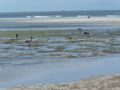 Vögel an Tansanias Strand