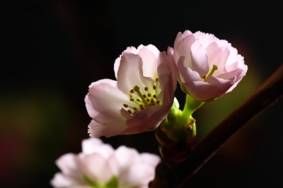 Frühlingserwachen 2009