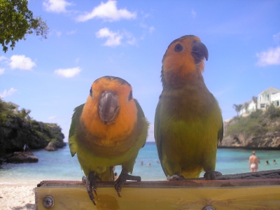 Two parrots in Curacao