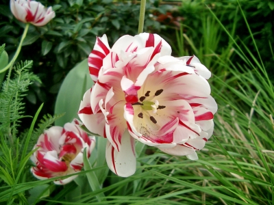 gestreifte Tulpen