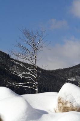 Ein Baum im Schnee..