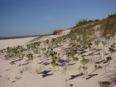 Ostseedüne