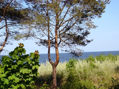 An der Ostsee bei Heringsdorf