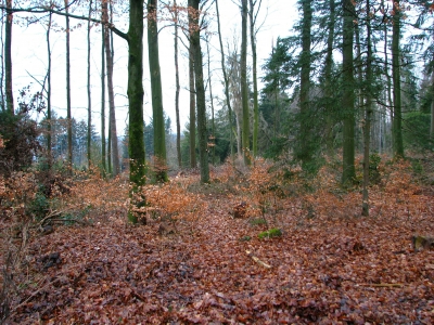 Schlafender Wald