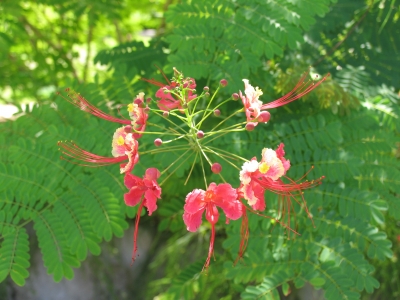 Schöne Blume