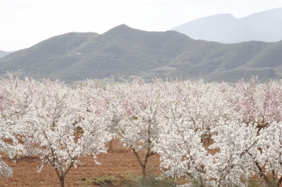 Mandelblüte in Spanien