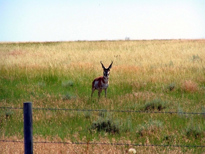 Gabelbock 3