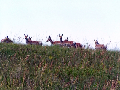 Gabelbock 6