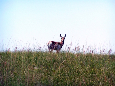 Gabelbock 5