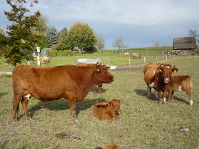 Rinder im Sauerland