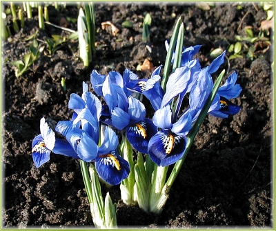 Zwergiris >Iris reticulata