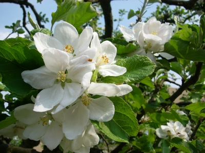Apfelblüten 2