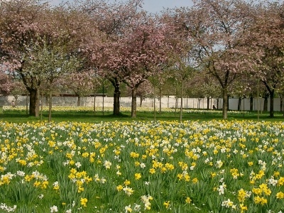 Narzissenfeld vor blühenden Bäumen