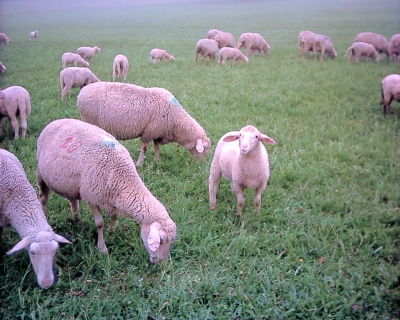 Schafe im kleinen Lautertal