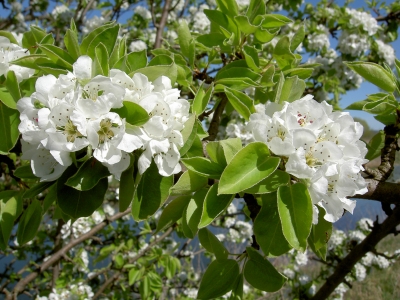 Birnbaumblüte 2