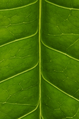 Blatt einer Jatropha podagrica