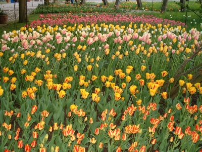 Viele Tulpen