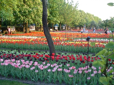 Viele Tulpen 2