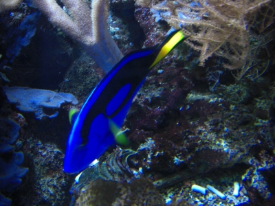 Im Aquarium in Wilhelmshaven / 3