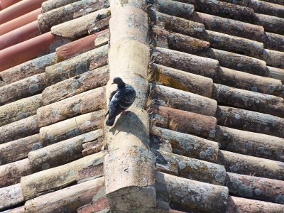 Dubrovnik: Taube auf dem Dach