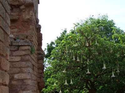 Trompetenbaum an der Stadtmauer von Rabat